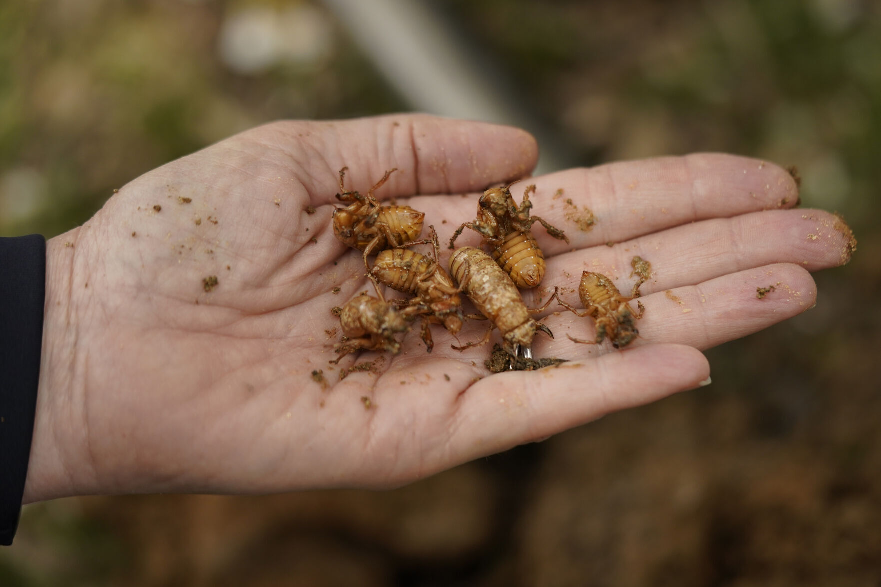 Cicada Invasion